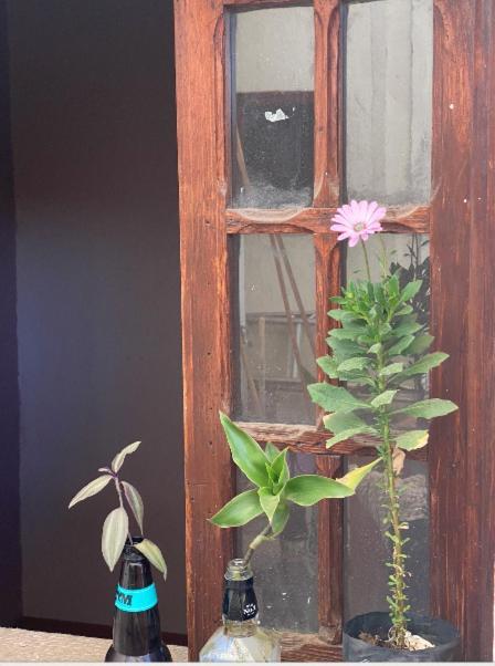 Hostal Del Centro En Slp San Luis Potosí Eksteriør billede
